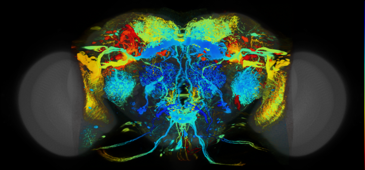 P{VT023798-GAL4} expression pattern