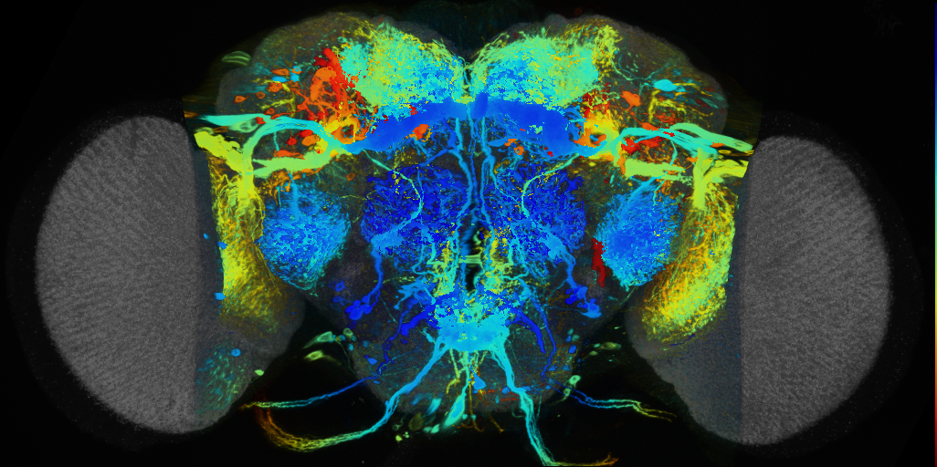 P{VT023798-GAL4} expression pattern