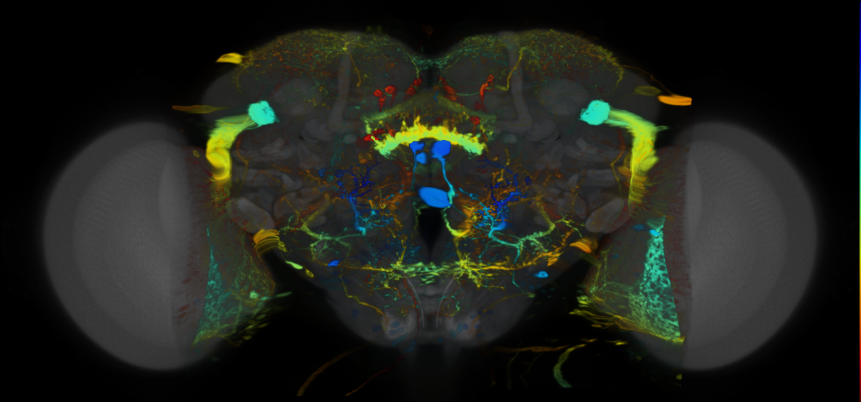 P{VT023810-GAL4} expression pattern