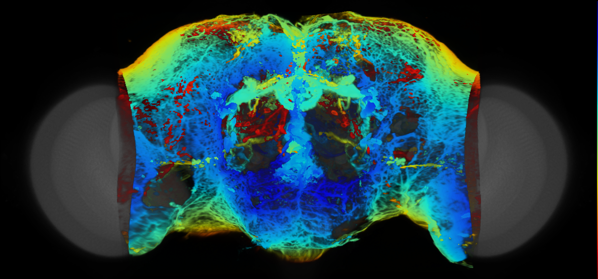 P{VT023820-GAL4} expression pattern