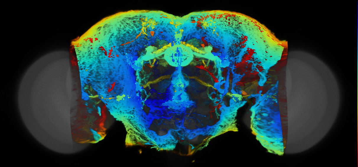 P{VT023820-GAL4} expression pattern
