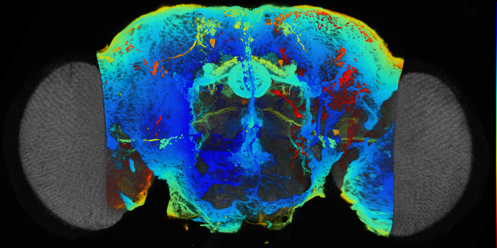 P{VT023820-GAL4} expression pattern
