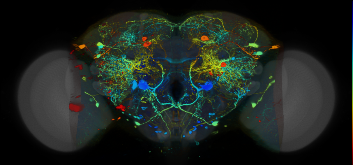 P{VT023830-GAL4} expression pattern