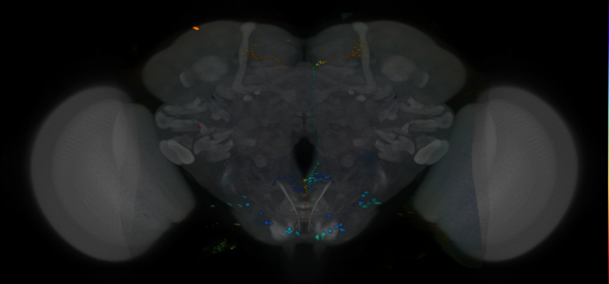 P{VT024045-GAL4} expression pattern