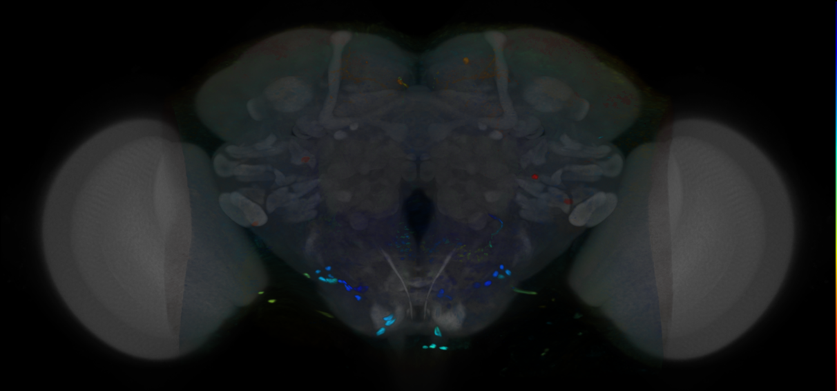 P{VT024045-GAL4} expression pattern