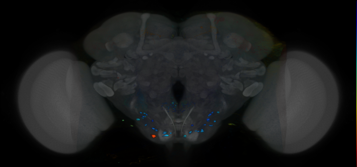 P{VT024045-GAL4} expression pattern