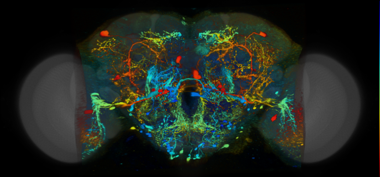 P{VT024603-GAL4} expression pattern