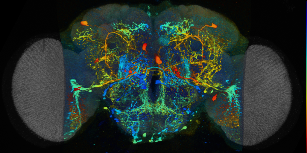 P{VT024603-GAL4} expression pattern