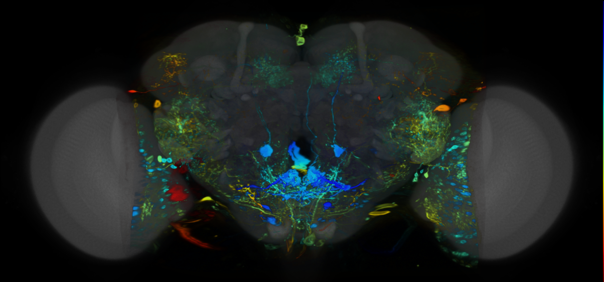 P{VT024610-GAL4} expression pattern