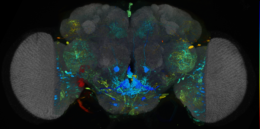 P{VT024610-GAL4} expression pattern