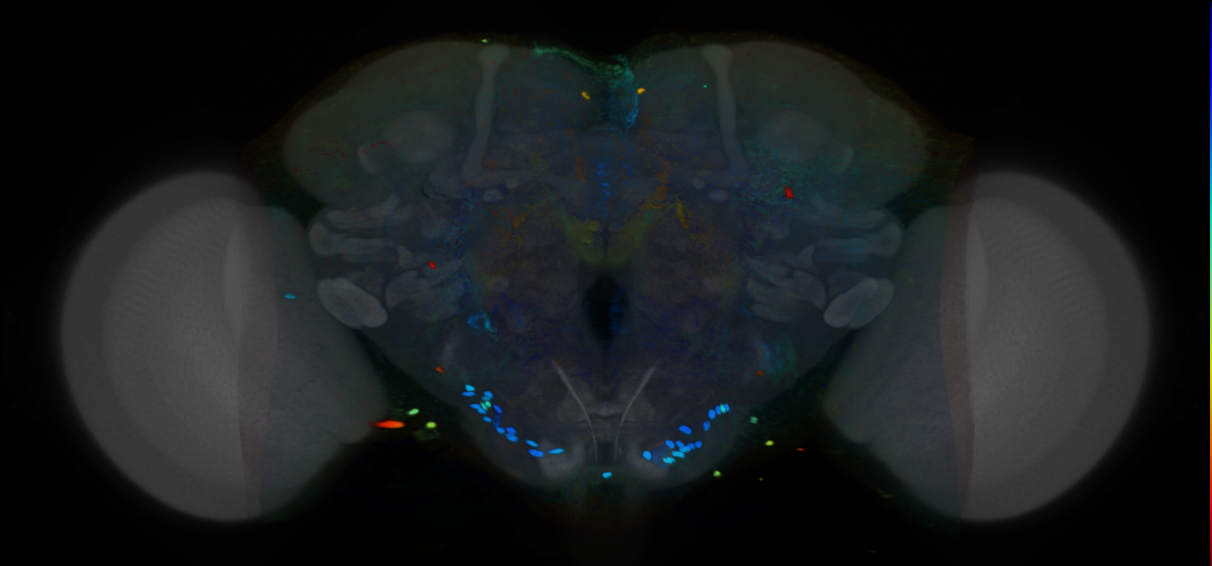 P{VT024632-GAL4} expression pattern