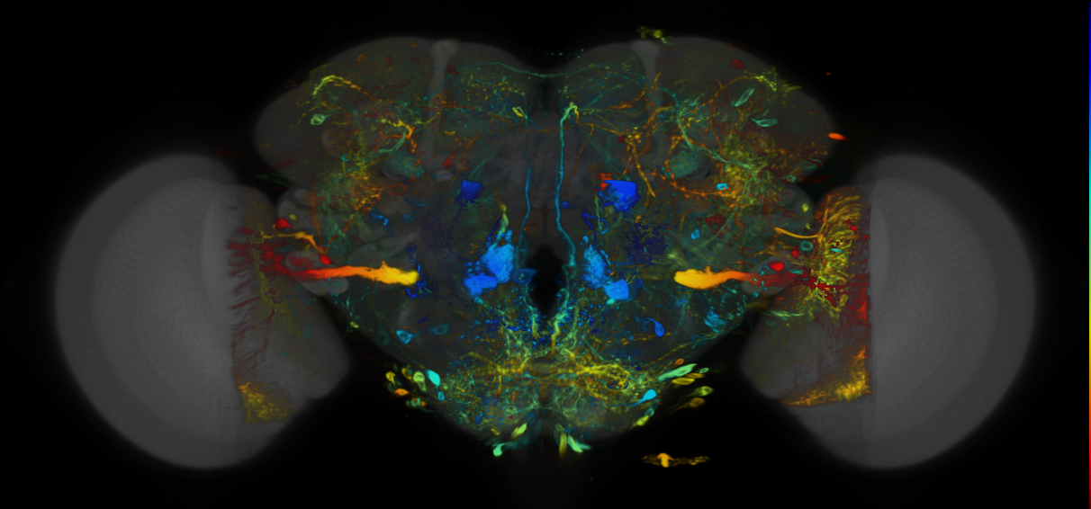 P{VT024639-GAL4} expression pattern