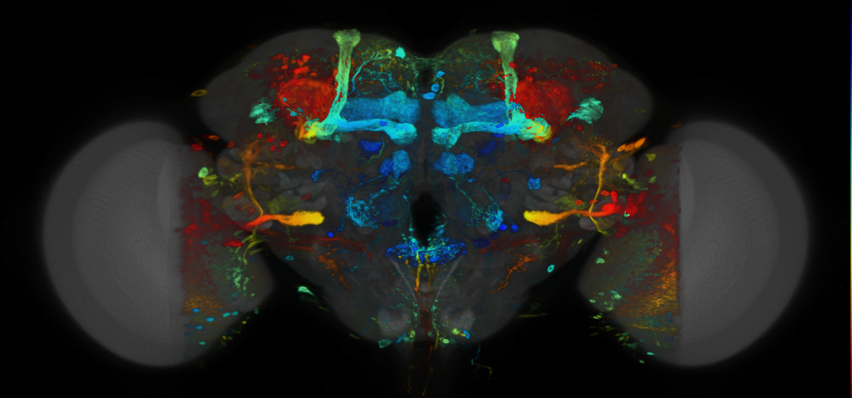P{VT024640-GAL4} expression pattern