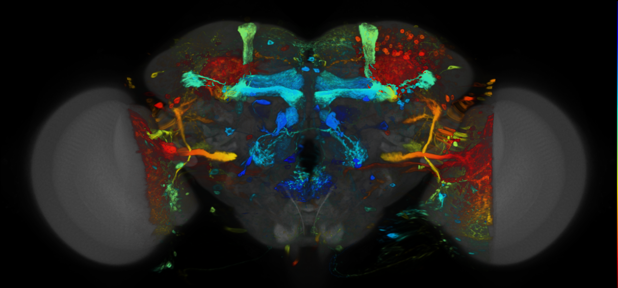 P{VT024640-GAL4} expression pattern