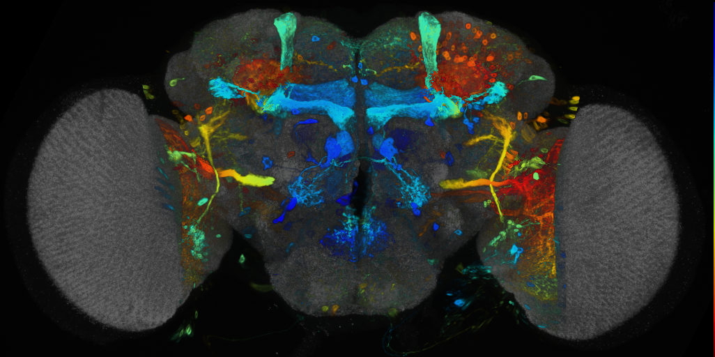 P{VT024640-GAL4} expression pattern