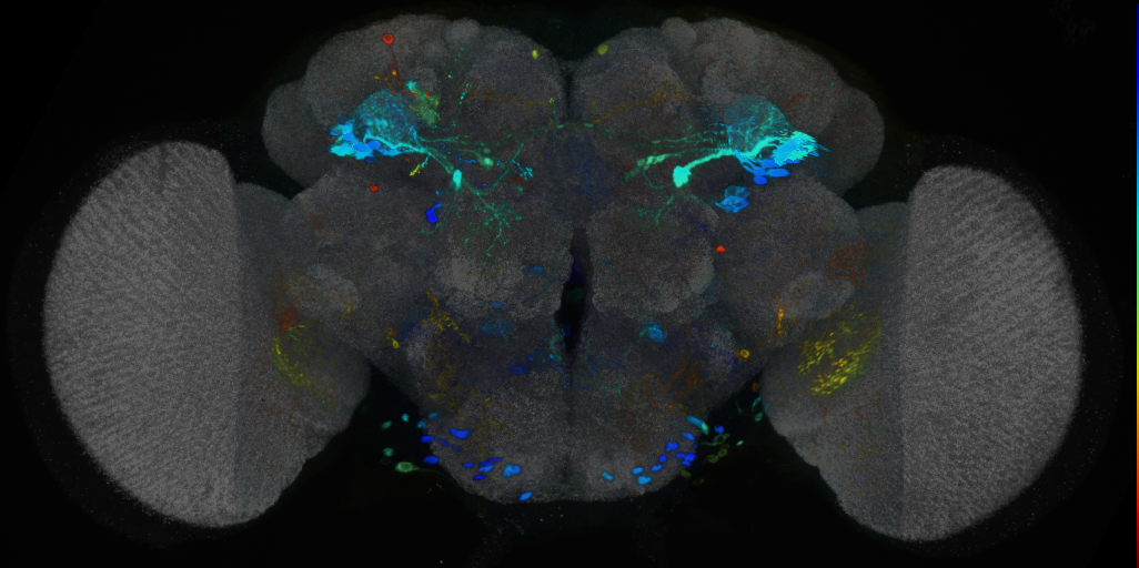 P{VT024648-GAL4} expression pattern