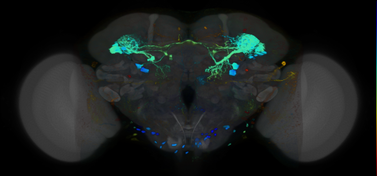 P{VT024648-GAL4} expression pattern