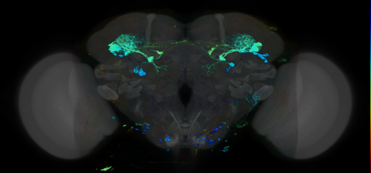 P{VT024648-GAL4} expression pattern
