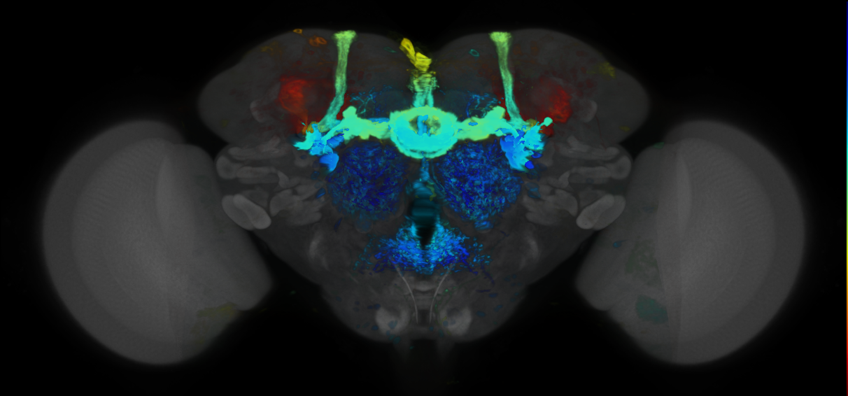 P{VT025270-GAL4} expression pattern