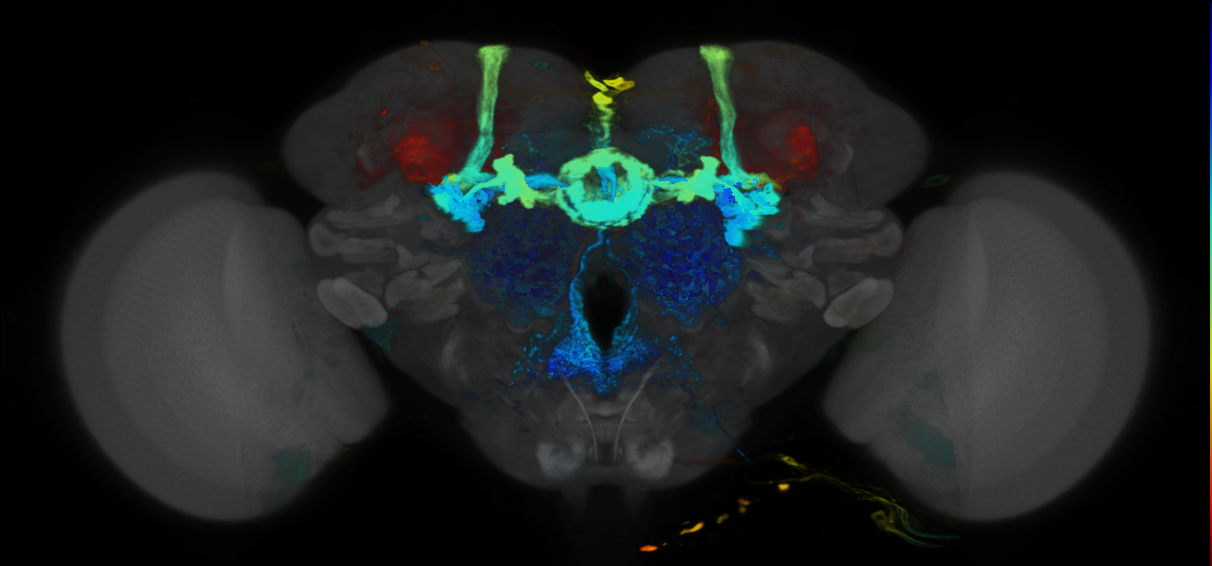 P{VT025270-GAL4} expression pattern