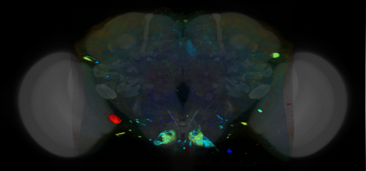 P{VT025279-GAL4} expression pattern