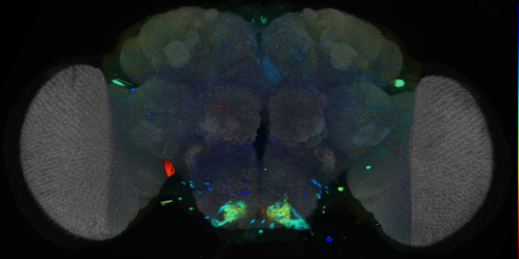P{VT025279-GAL4} expression pattern