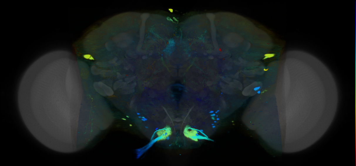 P{VT025279-GAL4} expression pattern