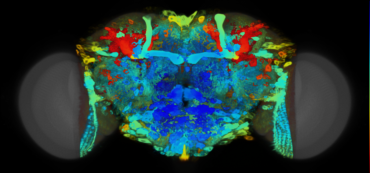 P{VT025490-GAL4} expression pattern