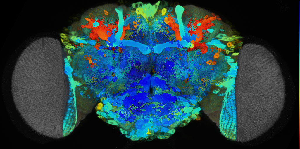 P{VT025490-GAL4} expression pattern