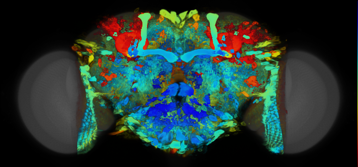 P{VT025490-GAL4} expression pattern