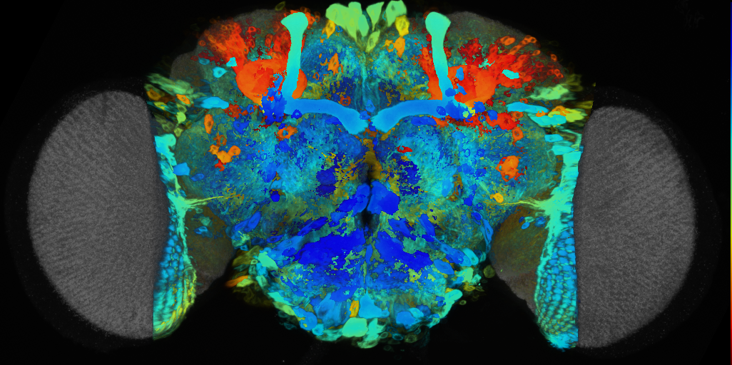 P{VT025490-GAL4} expression pattern