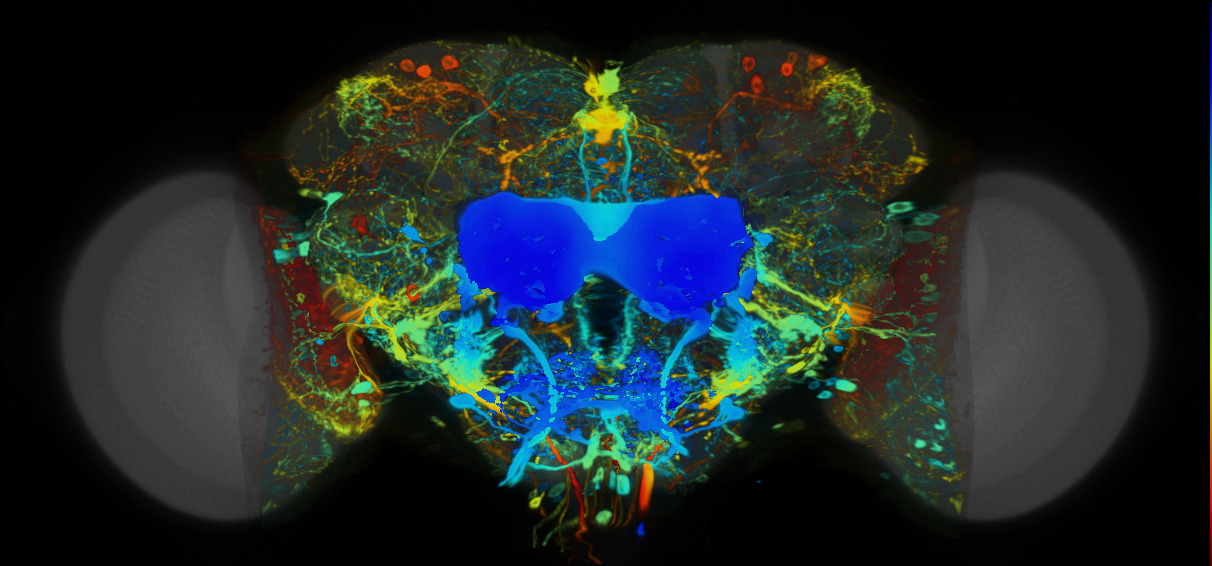 P{VT025493-GAL4} expression pattern