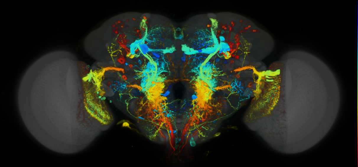 P{VT025718-GAL4} expression pattern