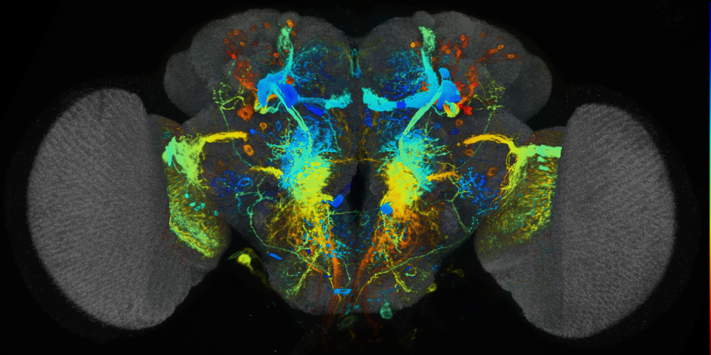 P{VT025718-GAL4} expression pattern