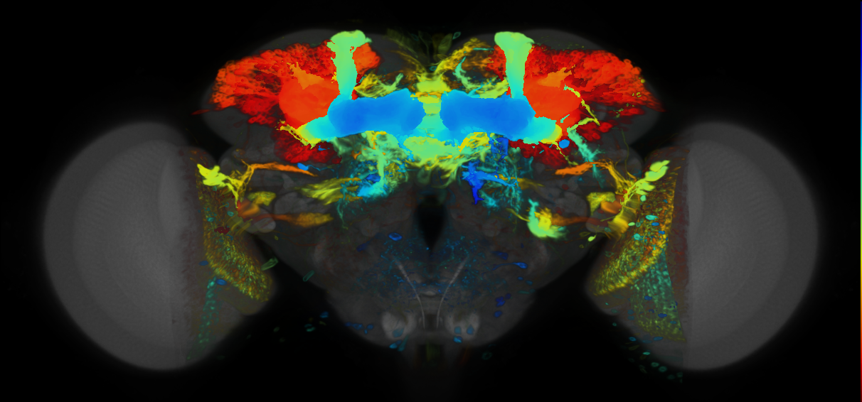 P{VT025719-GAL4} expression pattern