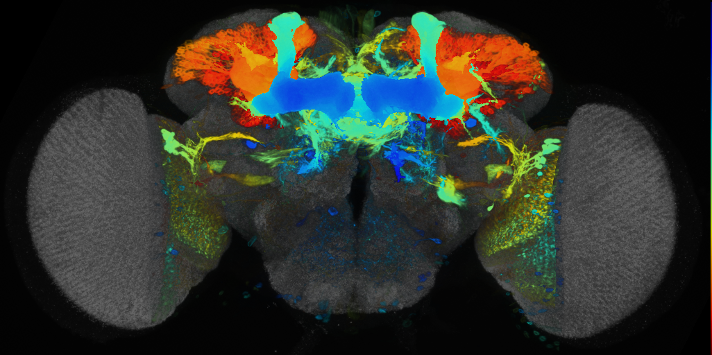 P{VT025719-GAL4} expression pattern