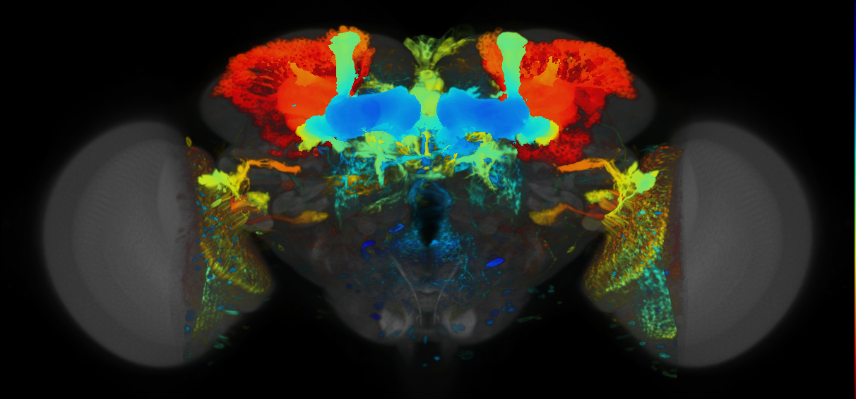 P{VT025719-GAL4} expression pattern