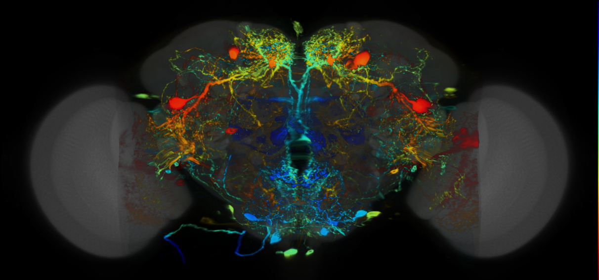 P{VT025775-GAL4} expression pattern