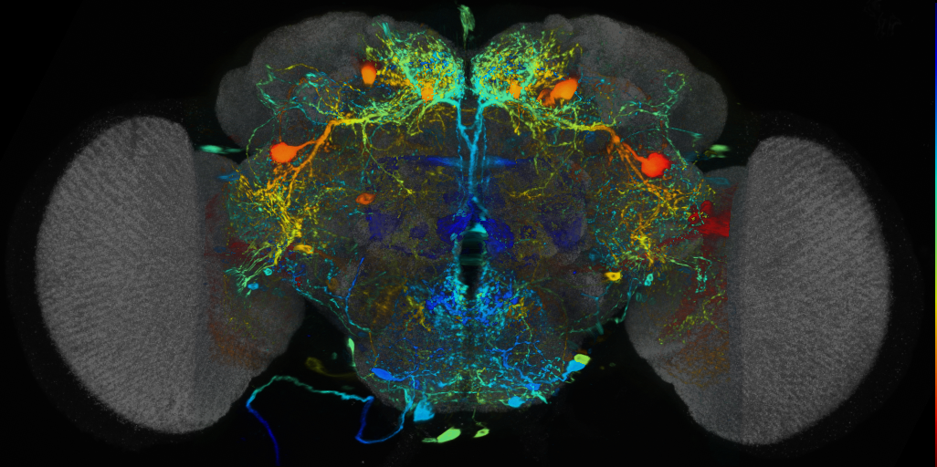 P{VT025775-GAL4} expression pattern