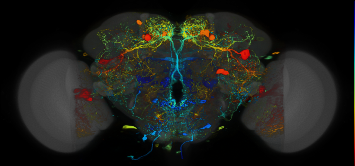 P{VT025775-GAL4} expression pattern