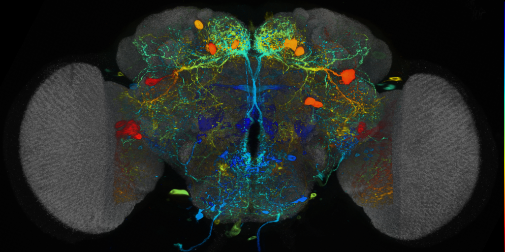 P{VT025775-GAL4} expression pattern
