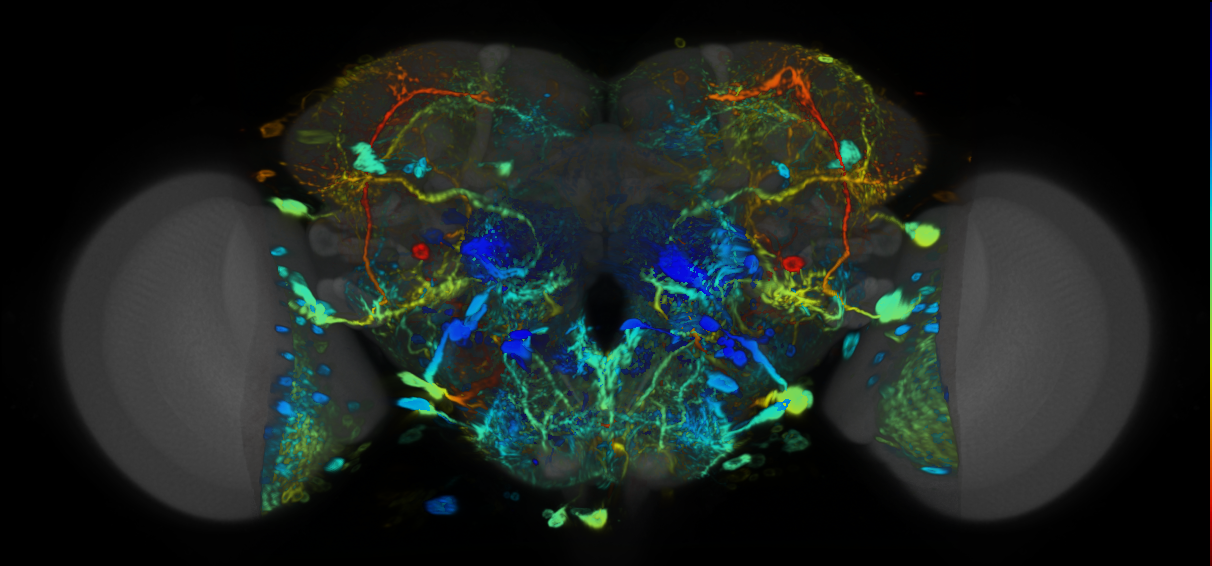 P{VT025796-GAL4} expression pattern
