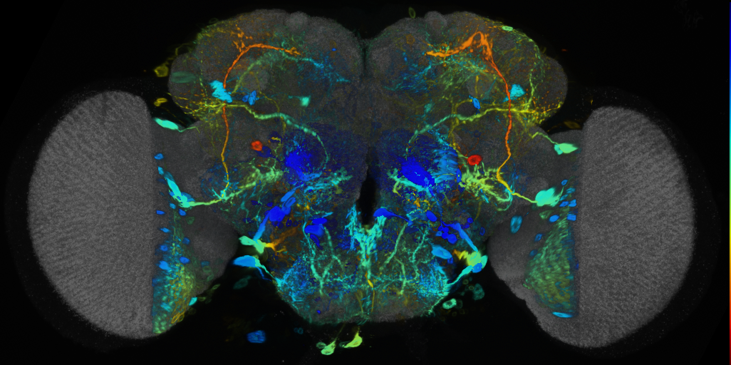 P{VT025796-GAL4} expression pattern