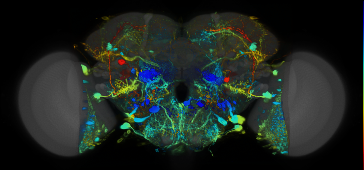 P{VT025796-GAL4} expression pattern