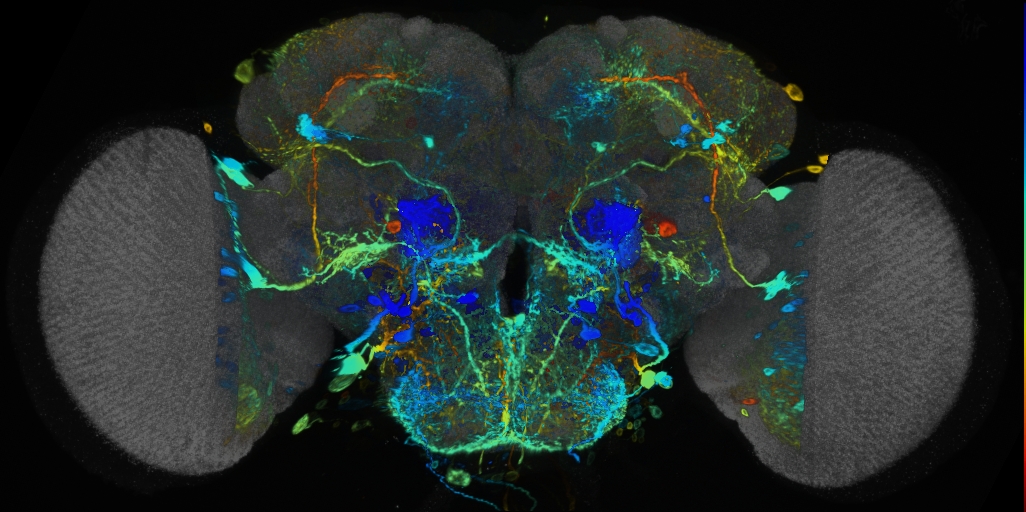 P{VT025796-GAL4} expression pattern