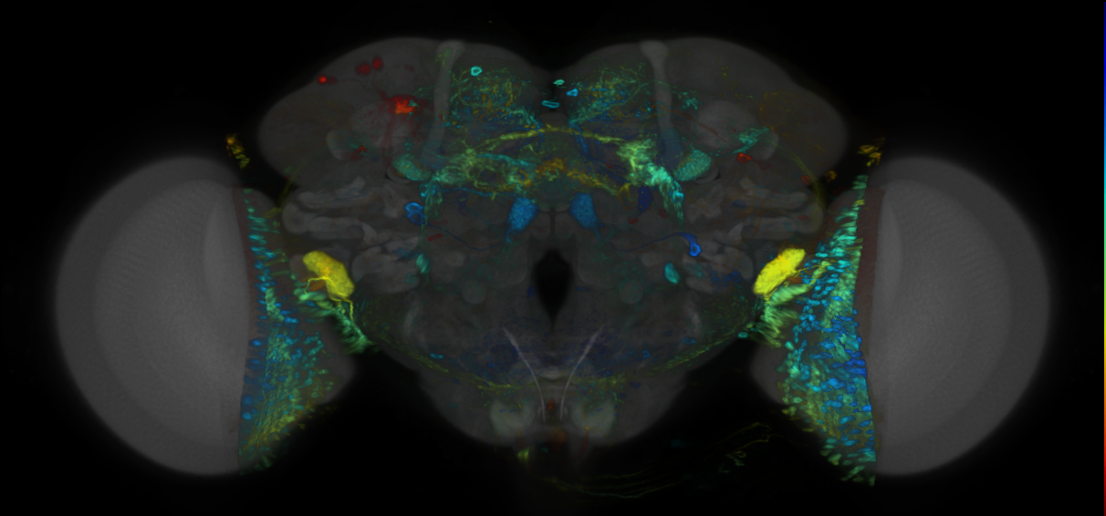P{VT025939-GAL4} expression pattern