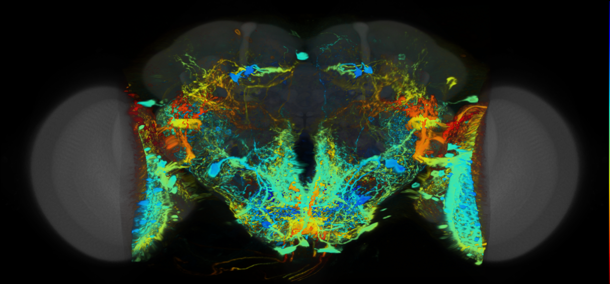 P{VT025948-GAL4} expression pattern