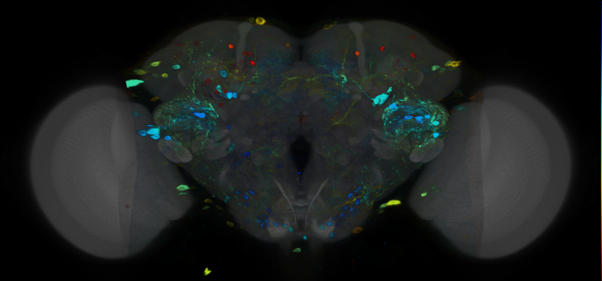 P{VT025968-GAL4} expression pattern