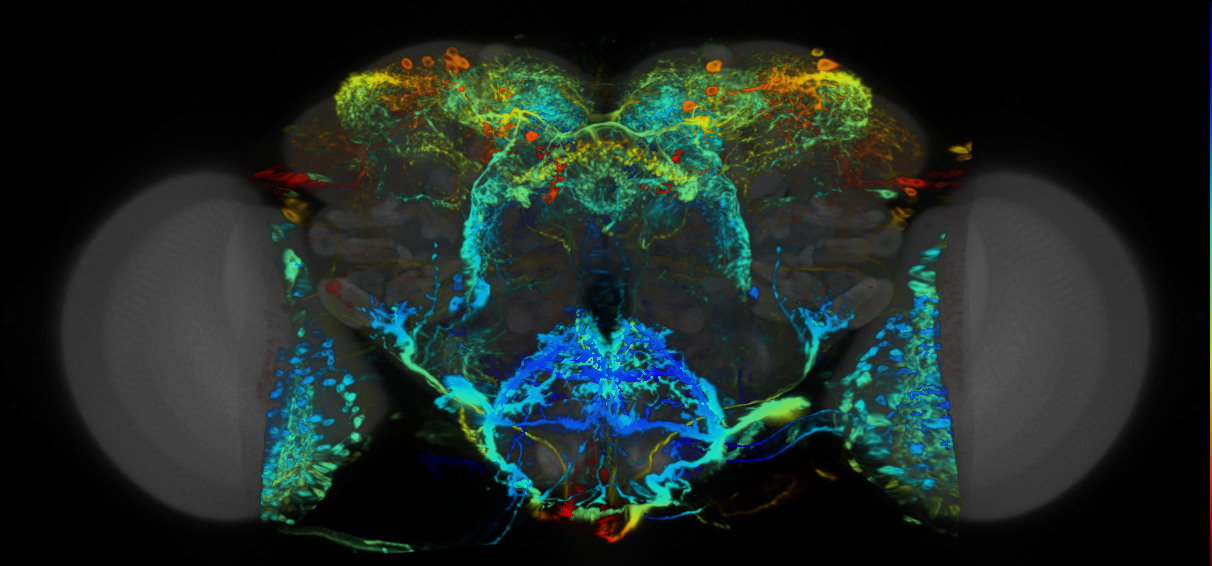 P{VT025976-GAL4} expression pattern