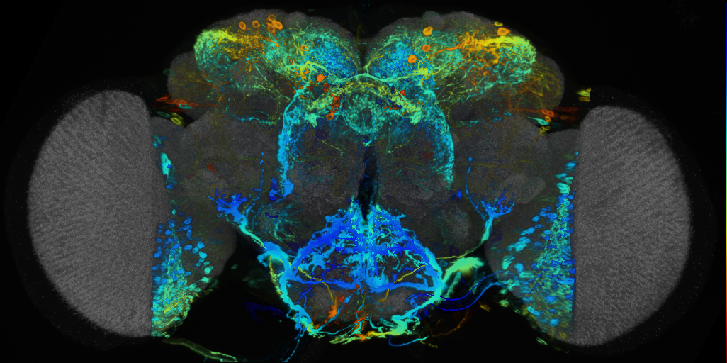 P{VT025976-GAL4} expression pattern